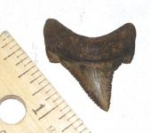 Angustidens Shark Tooth